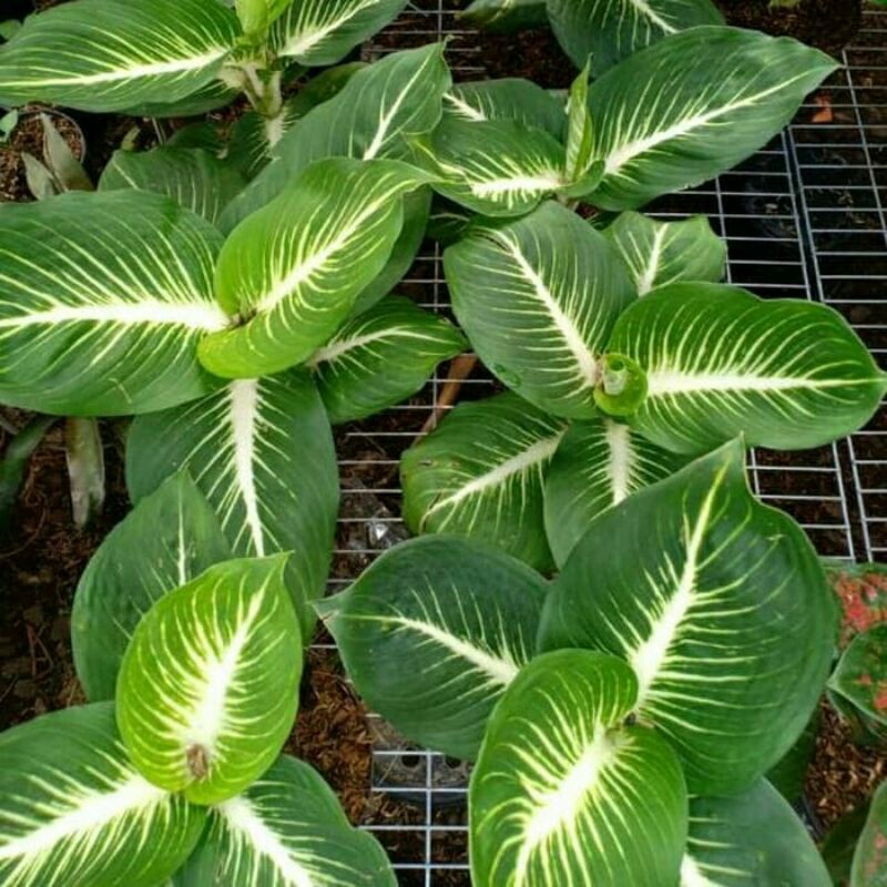 PROMO // Tanaman hias aglonema diven gurita-Tanaman hias-Aglonema diven gurita-Diven gurita Promo
