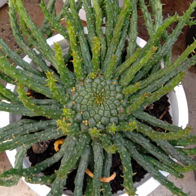 Kaktus Euphorbia Caput Medusa sukulen