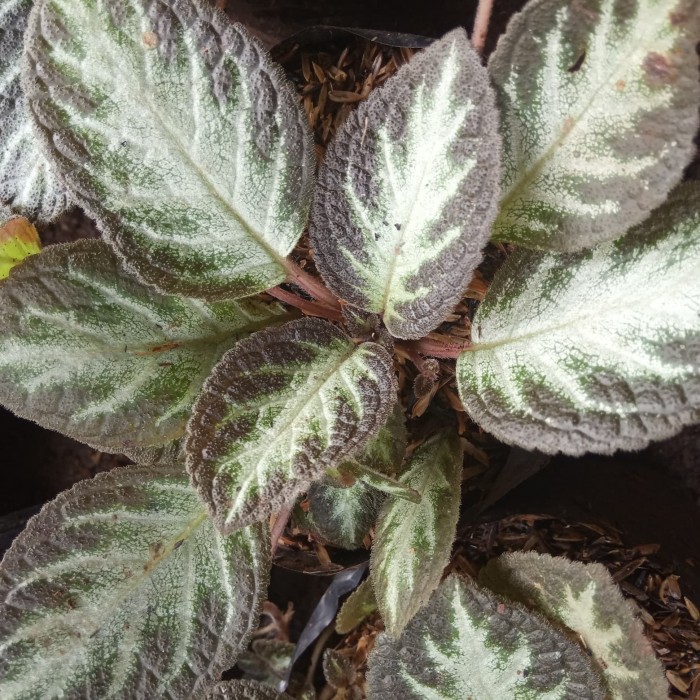 Bunga Gantung Episcia Tanaman Episcia Silver Shine