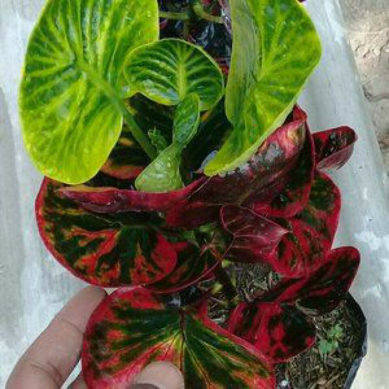 bunga puring apel rehana merah murah bagus"