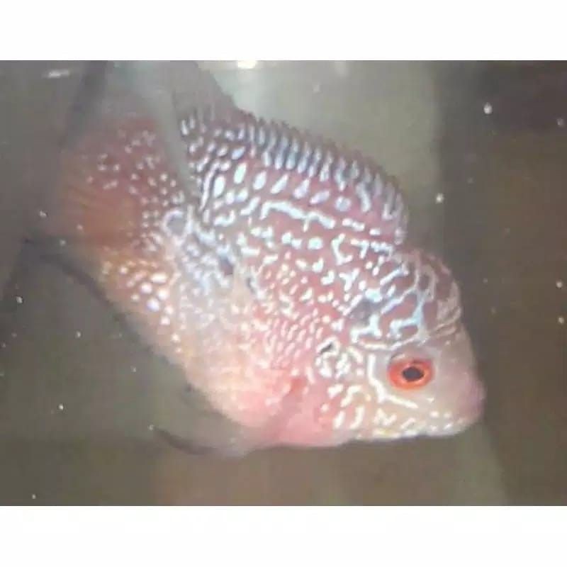 ikan lohan/louhan  louhan bonsai coin murah burayak //GARANSI ganti jika IKan mati