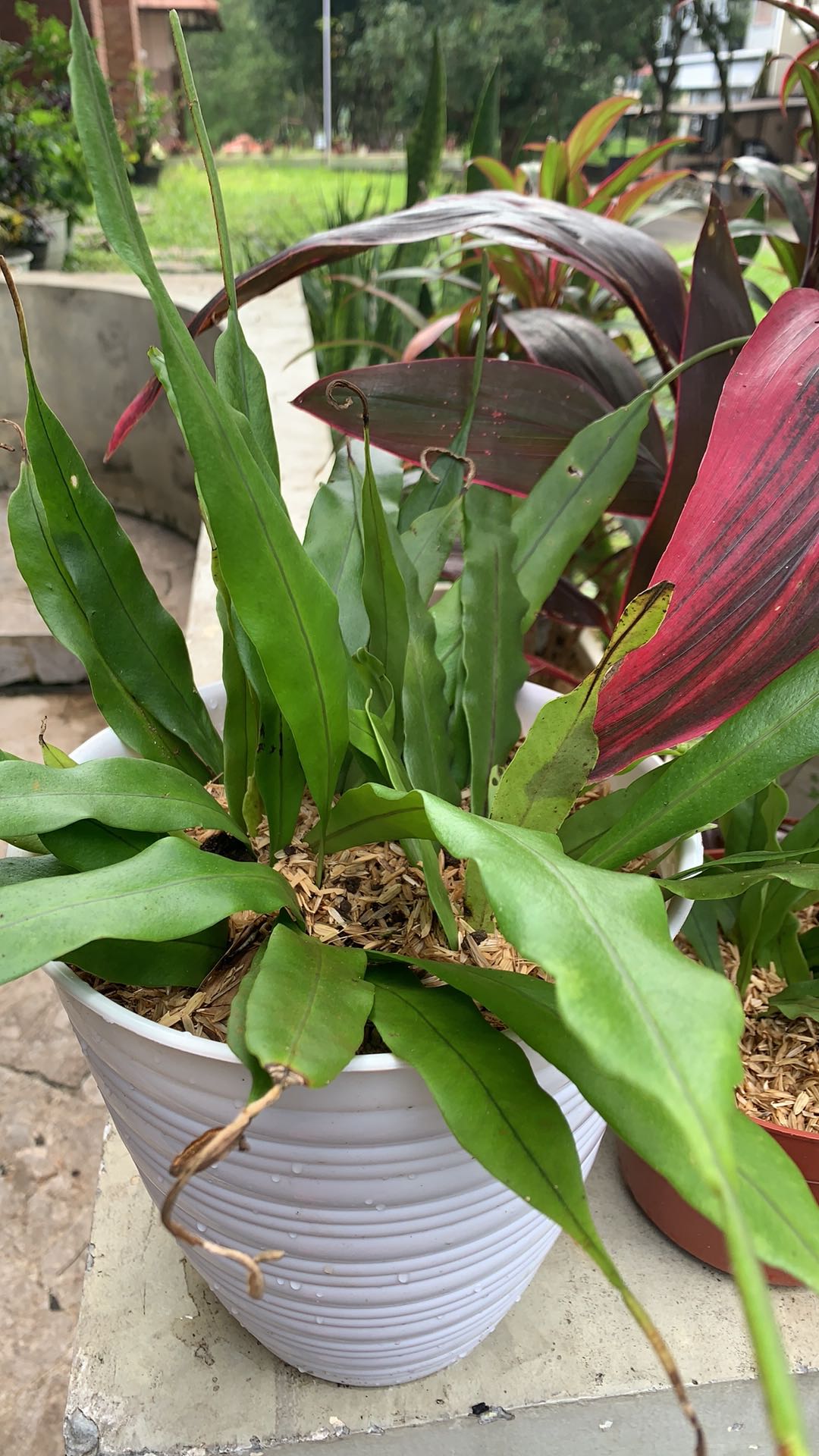 Tanaman Hias Langka Kadaka Lidah Api