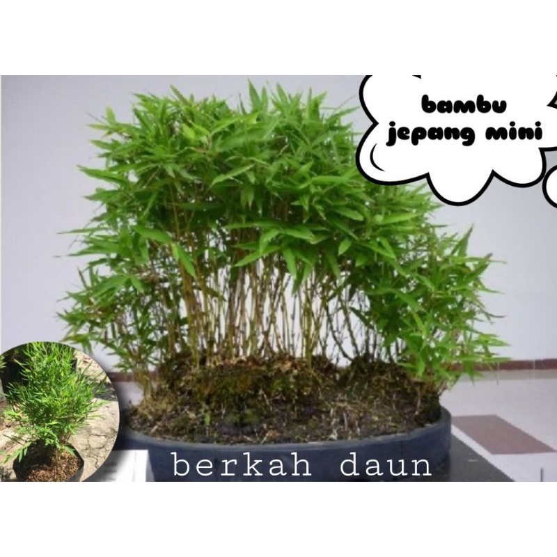 bambu jepang mini siap tanam sdh rimbun ya