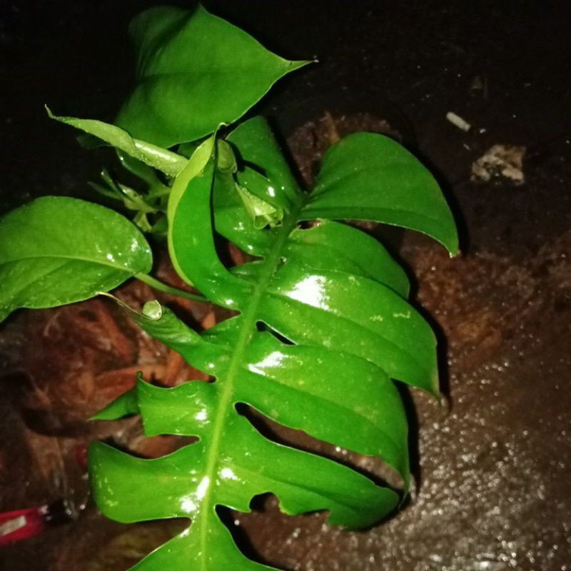 monstera ekor naga