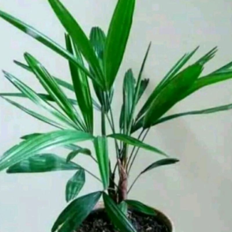 tanaman hias pohon palem regu jari cantik/bibit tanaman hias pagar palem regu jari tanaman palem reg