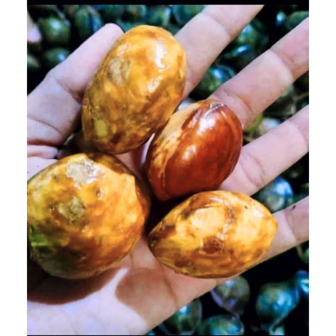 

JENGKOL TUA 1 kg