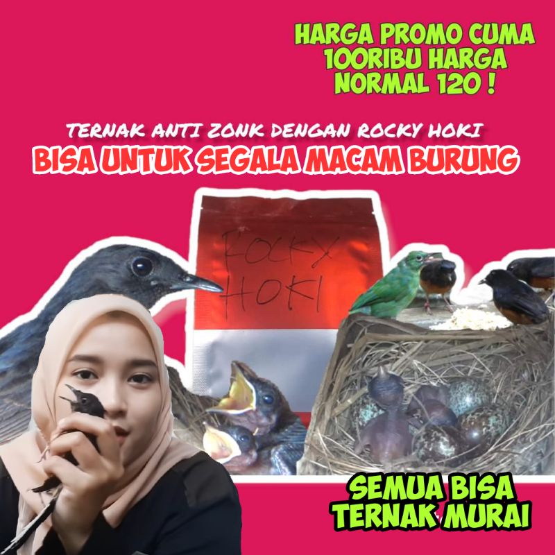 VOUR ROCKY HOKI VITAMIN SUPLEMEN PENDONGKRAK BIRAHI MURAI BATU & SEGALA MACAM BURUNG PRODUKSI