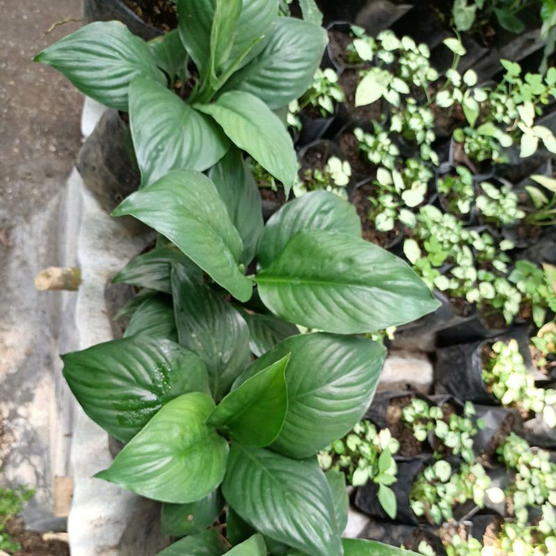 sepatu vilum bangkok