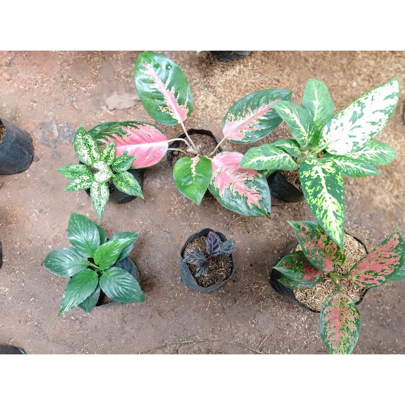 paket aglonema calathea murah meriah