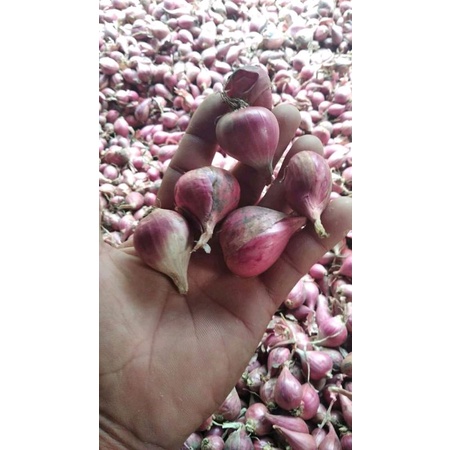 

BAWANG MERAH BESAR BREBES