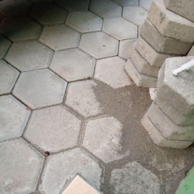 Bibit Tanaman Zodia / Pohon Zodia Anti Nyamuk