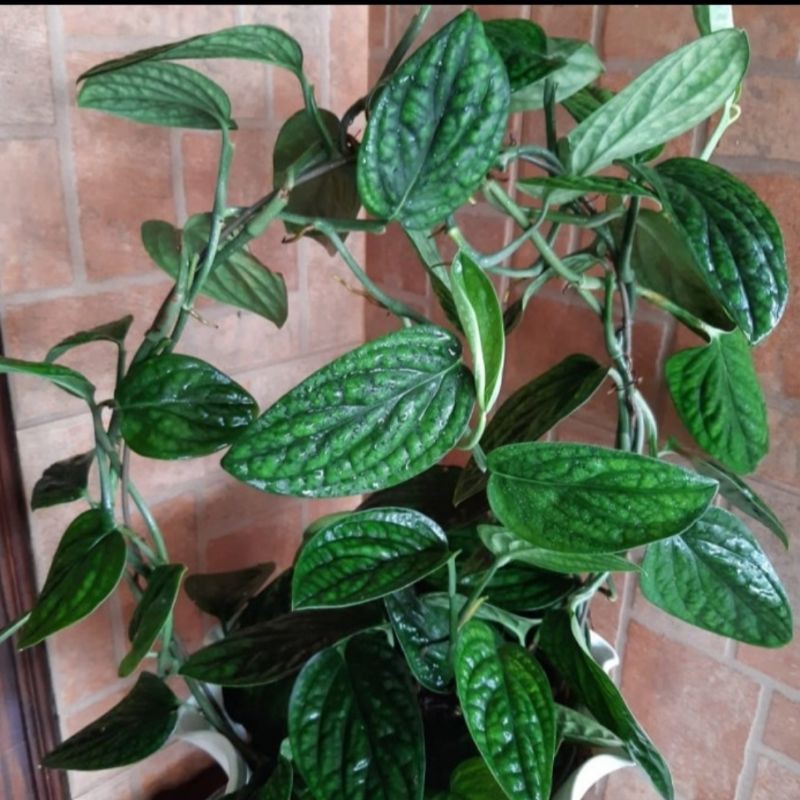 Tanaman Hias  Antorium Sirih Badak/Tanaman Herbal Sirih Badak/Tanaman Hias Sirih Badak