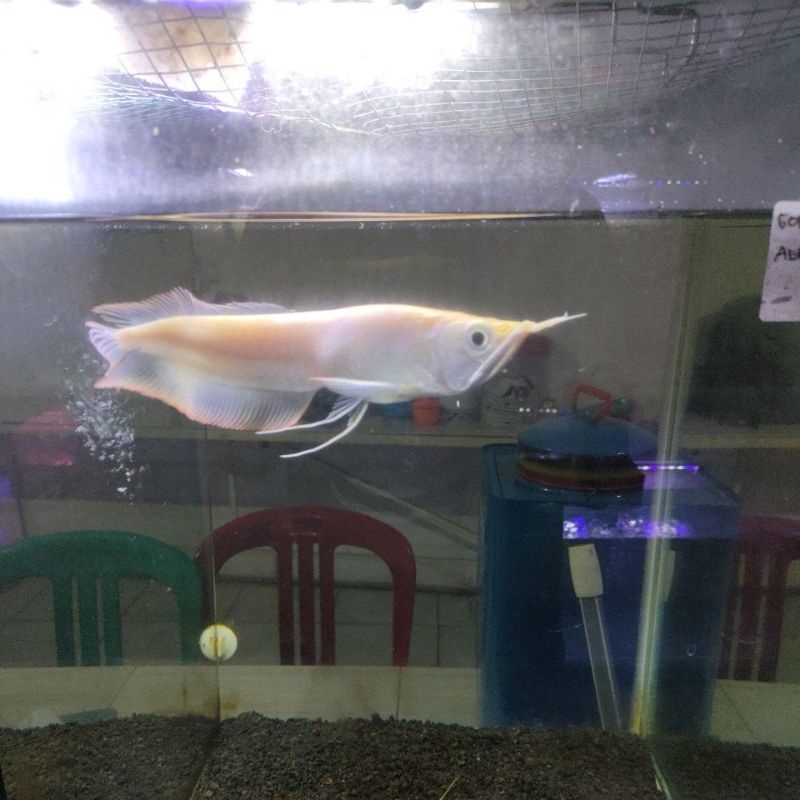Arwana(albino)