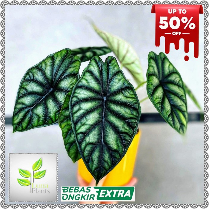 Tanaman hias alocasia dragon scale - alocasia dragon scale rawatan