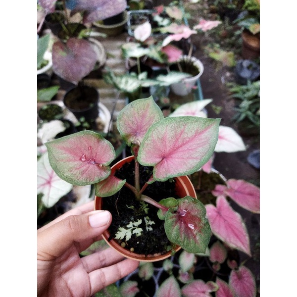 caladium red jaguar bibit dan remaja murah