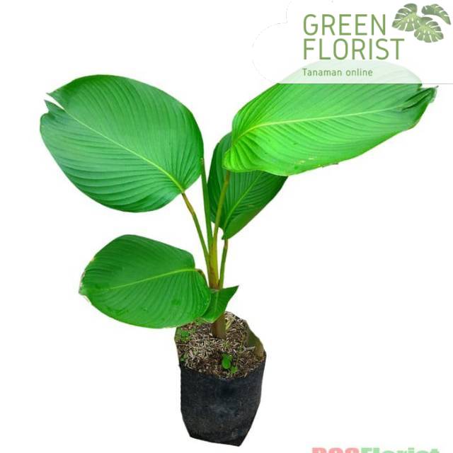 Tanaman calathea lutea / pisang pisangan / pohon pisang calathea