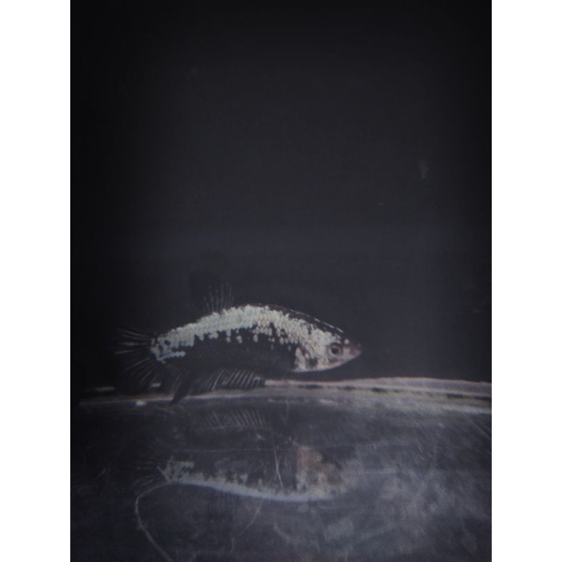 ikan cupang black samurai