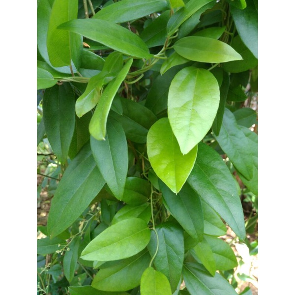 

Daun Cincau hijau non bulu/ Daun cincau jelly, Herbal Organik segar fresh 100 Lembar