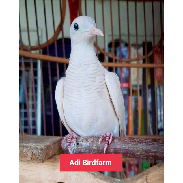 Perkutut Putih