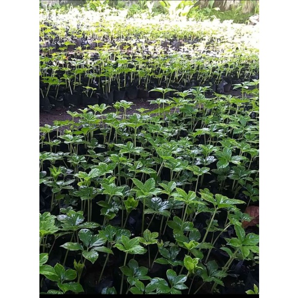 bibit tanaman porang super siap tanam