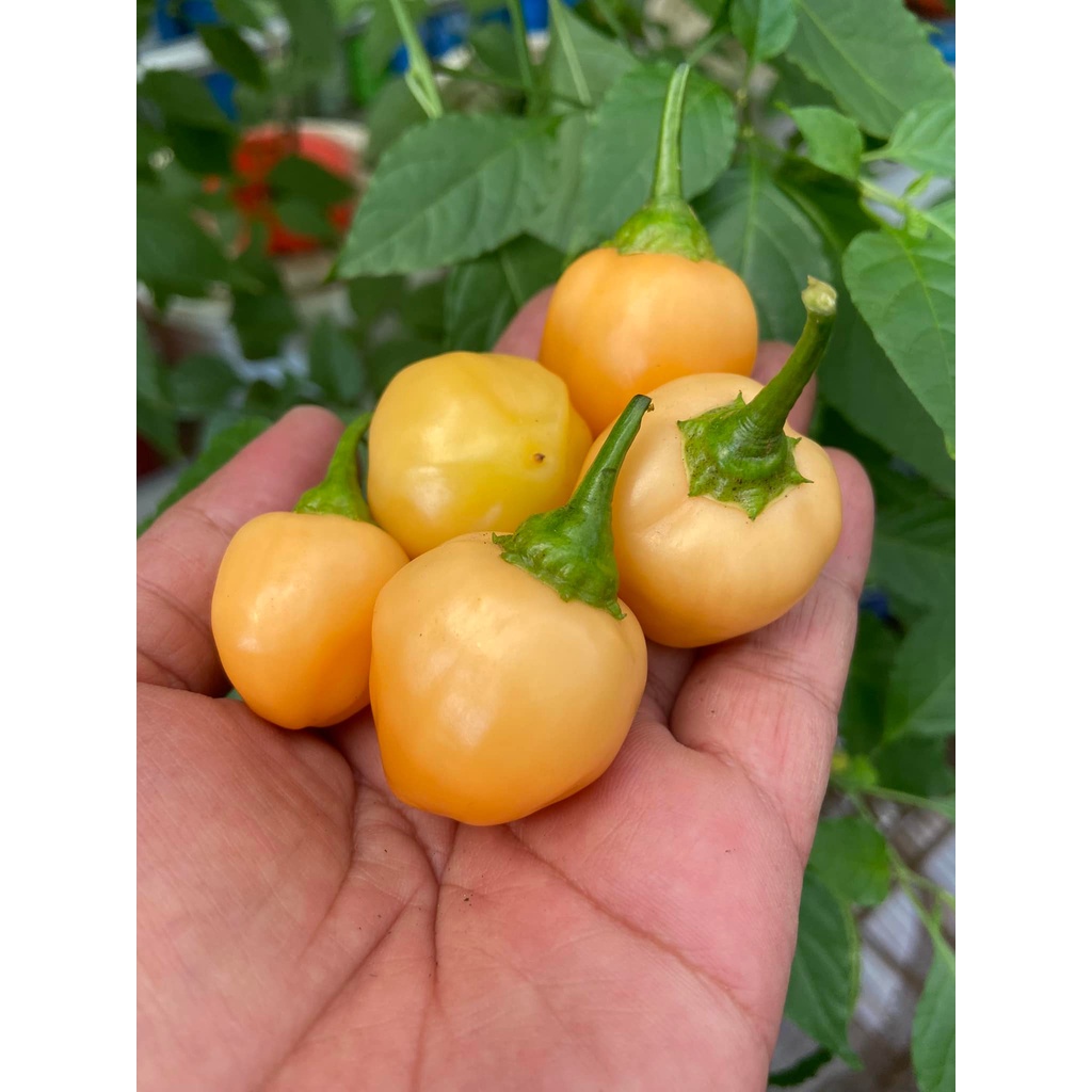 Benih Bibit Biji - Cabai Peppa Peach Pepper Cabe Seeds