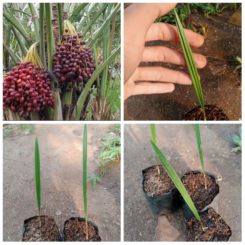 tanaman/kurma/bibit pohon kurma tropis/pohon kurma teropis