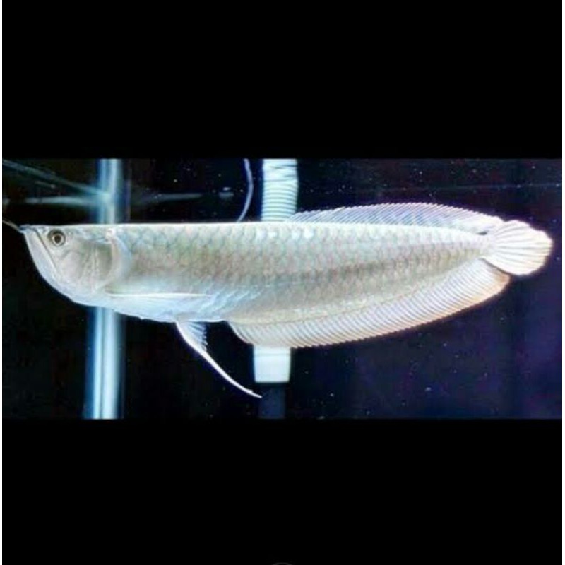 Ikan arwana silver red brazil 15-16 cm