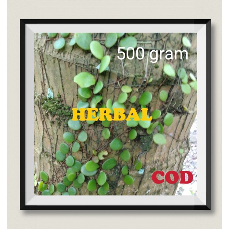

Daun Herbal Sisik Naga Untuk Radang Gusi Sakit Kuning Sariawan