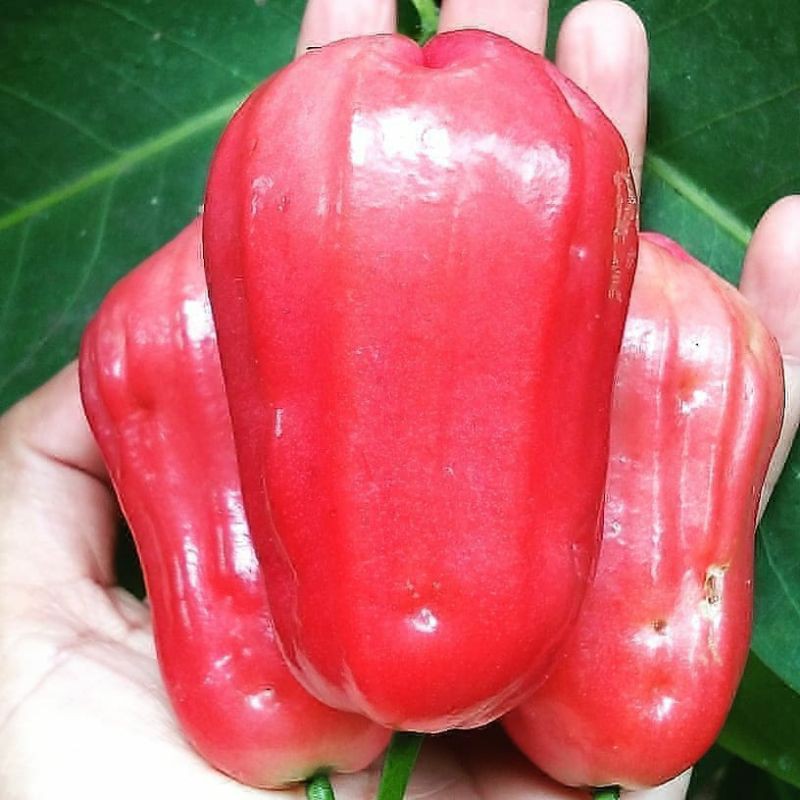 Bibit jambu air CITRA Okulasi bisa TABULAMPOT