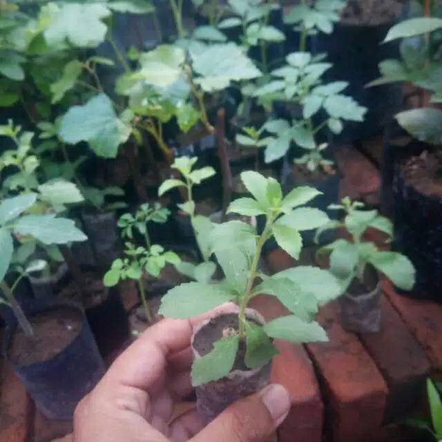 Tanaman stevia