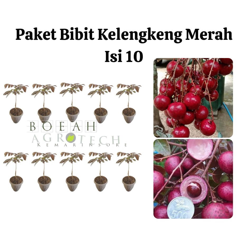 Paket Hemat Bibit Kelengkeng Merah Okulasi Isi 10 Bonus Bibit Strawberry+Polibag