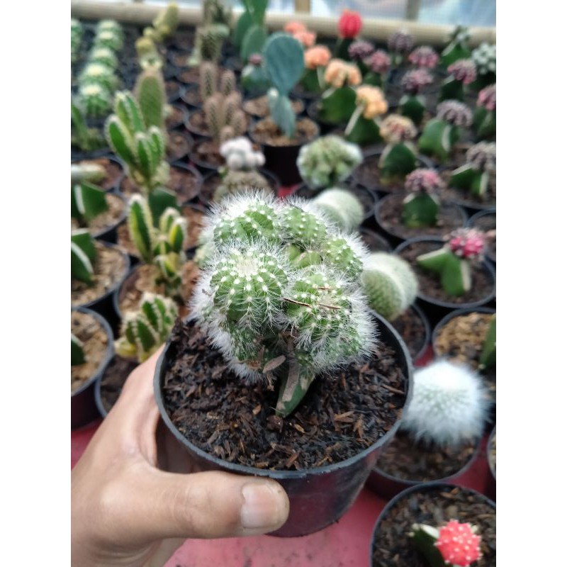 Kaktus noto belimbing cluster