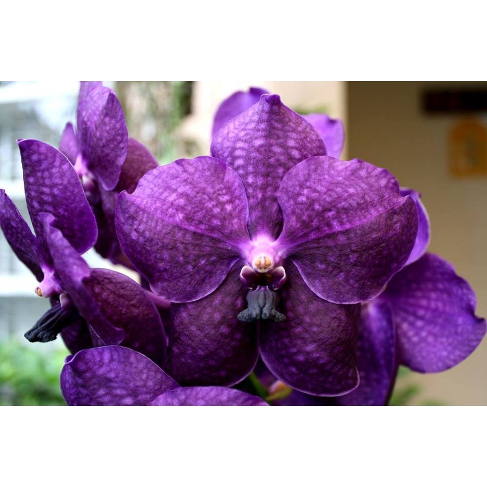 

Vanda Adisak Bue