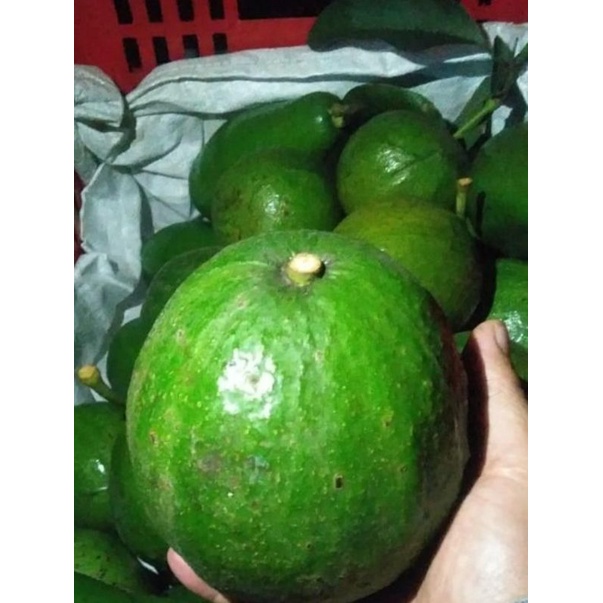 

Alpukat Mentaga Varian Kendil Super Grade A 50kg