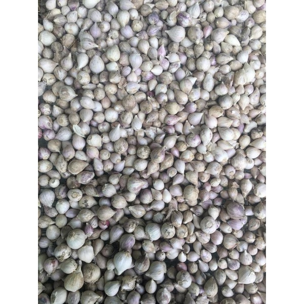 Bawang putih tunggal/bawang lanang lokal