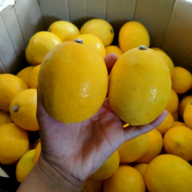 

LemonCaliforniakuning
