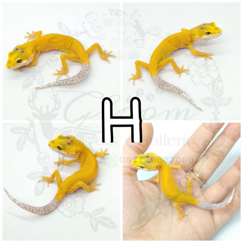 Leopard Gecko baby Lemon Frost LF Hypo Enigma inc Female FREE CALCIUM