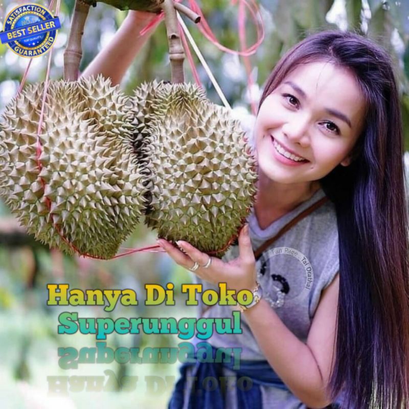 Bibit Durian Kaki Tiga Bawor