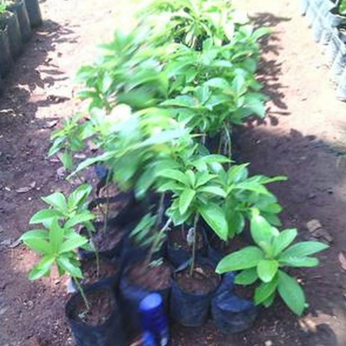 Bibit Alpukat Hass Asli New