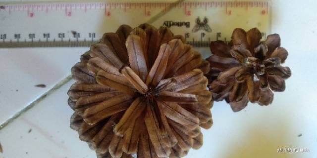 Bunga Pinus Kering Jumbo Mekar Pine Cones Rustic