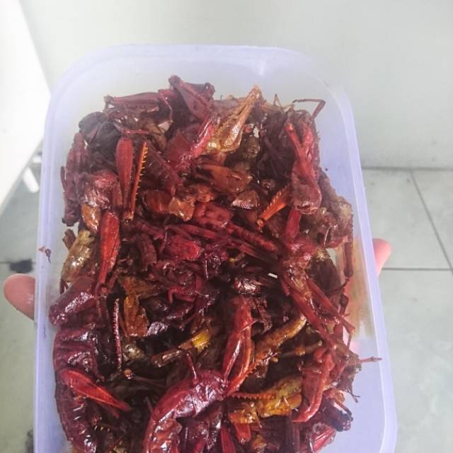 

BELALANG KAYU BELALANG JATI BELALANG BESAR