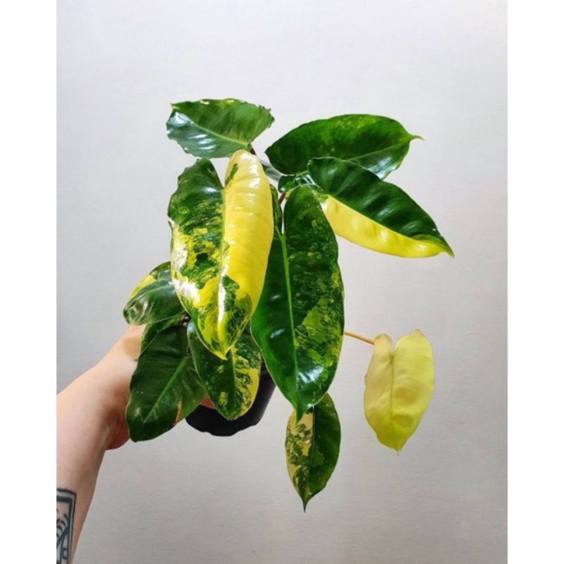 Tanaman hias burlemark varigata (brekele varigata)