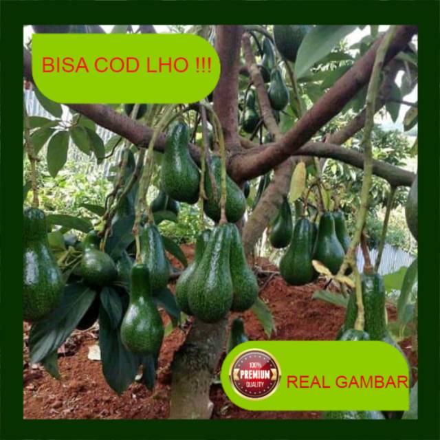 Bibit alpukat mentega jumbo super