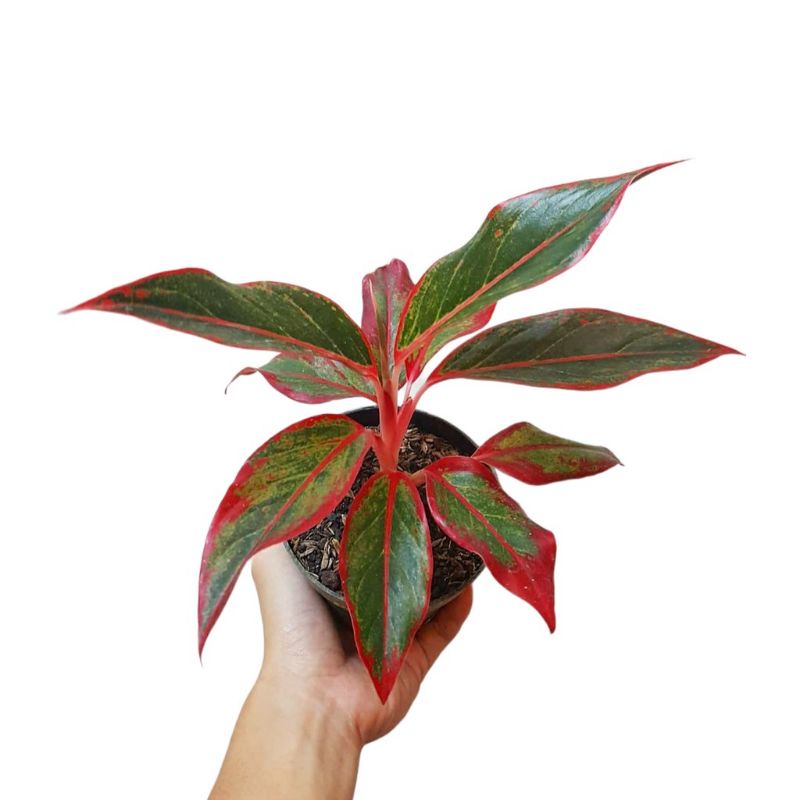 Aglonema Lipstik Siam Aurora / Aglonema Lipstik Merah