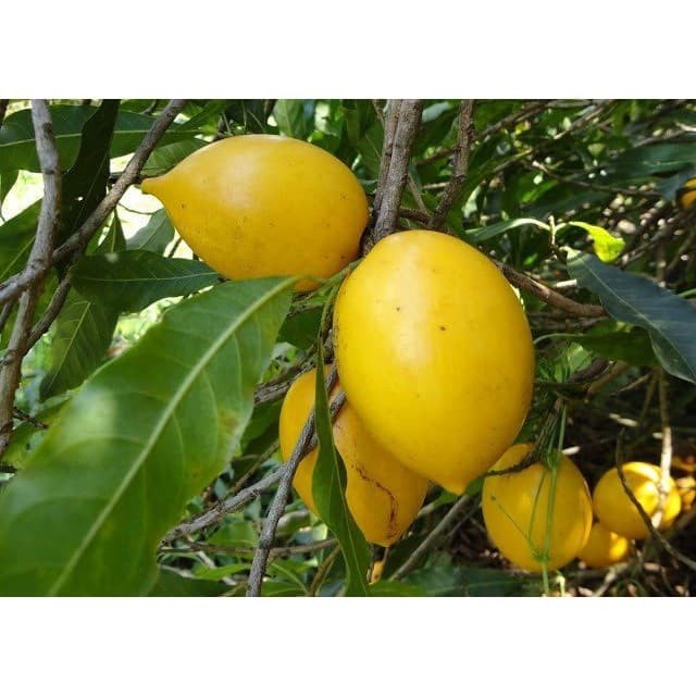 Bibit Buah Abiu - Sawo Australia