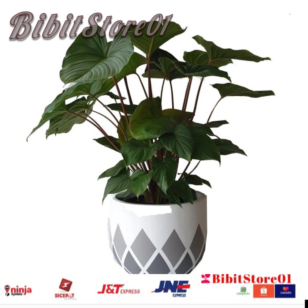 Tanaman Hamalomena rubescens,hamalomena love batang merah