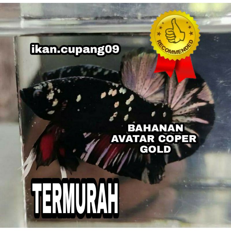 CUPANG AVATAR COPER GOLD || BAHANAN