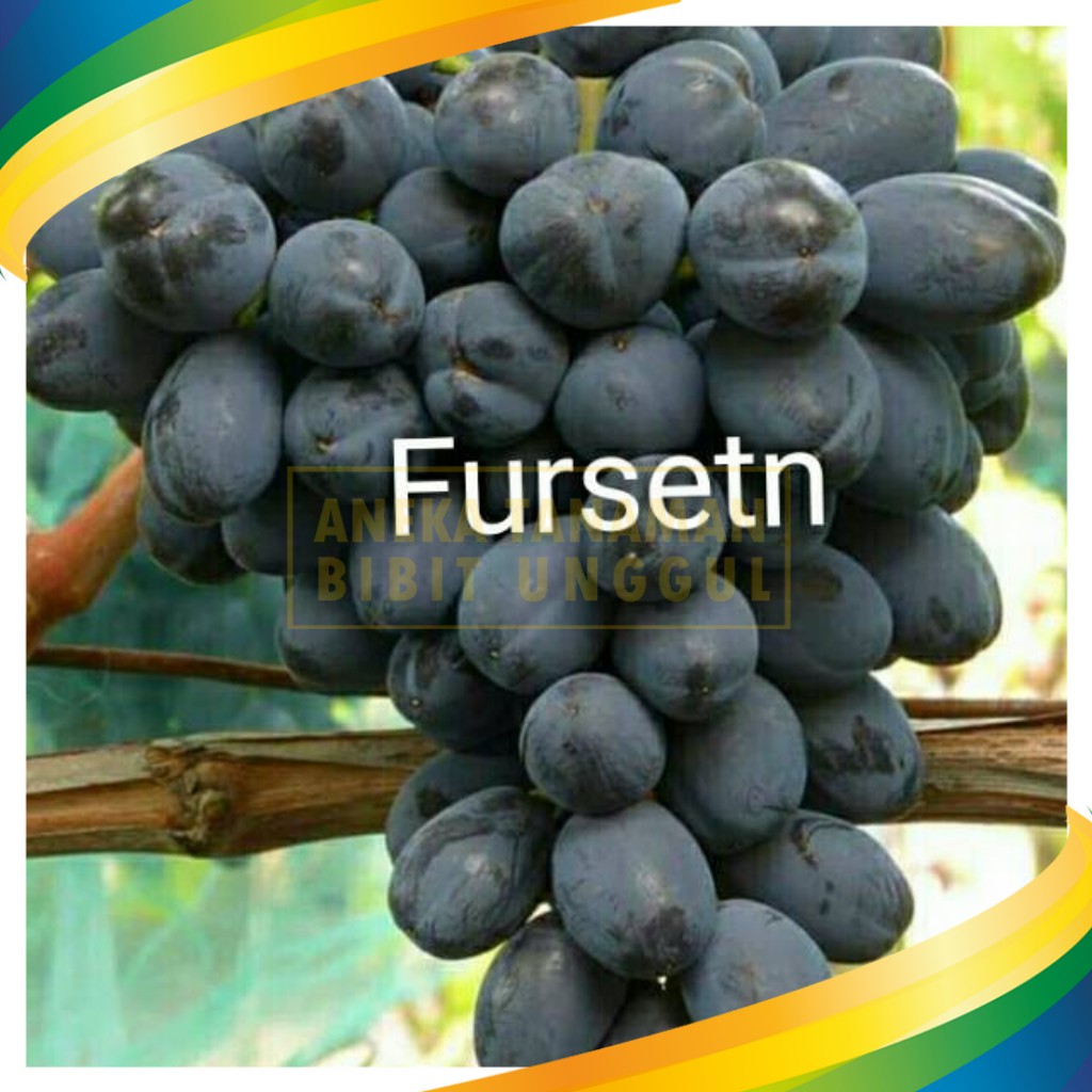 Bibit anggur import furshetn ukraina