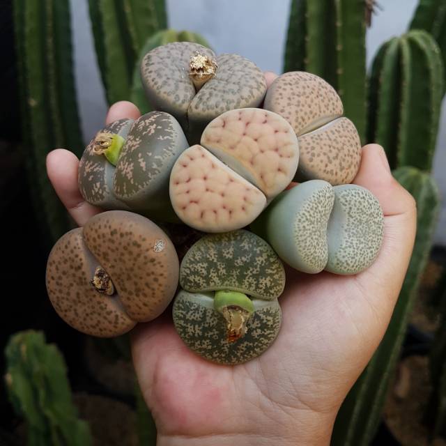 Lithops Living Stone jumbo besar
