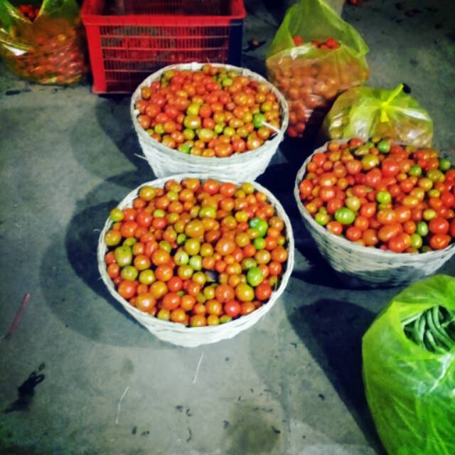 

Tomat sayur jember
